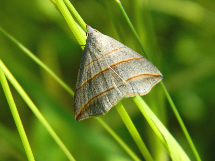 Ciclo vitale di Colobochyla salicalis, Erebidae